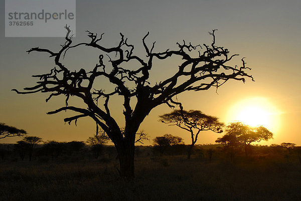 Toter Baum als Silhouette im Sonnenaufgang Serengeti Nationalpark Tansania