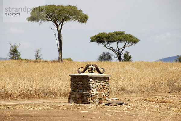 Schädel Afrikanischer Büffel (Syncerus caffer) Serengeti Nationalpark Tansania