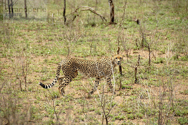 Gepard (Acinonyx jubatus) auf der Pirsch Serengeti Nationalpark Tansania