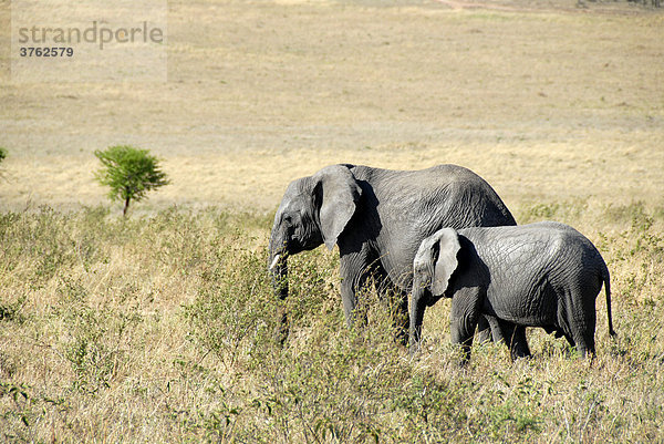 Afrikanischer Elefant (Loxodonta africana) und Junges in der Savanne Serengeti Nationalpark Tansania
