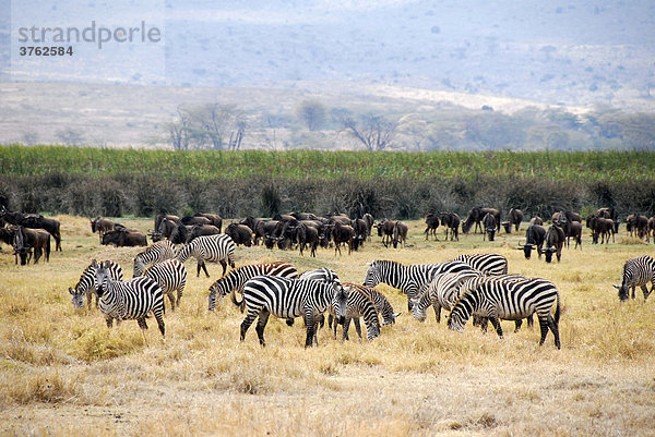 Herden von Steppenzebras (Equus quagga) und Streifengnus (Connochaetes taurinus) im trockenen Grasland Ngorongoro Krater Tansania
