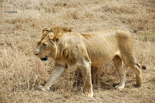 Löwe (Panthera leo) im trockenen Gras Ngorongoro Krater Tansania