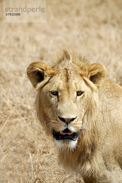 Löwe (Panthera leo) im trockenen Gras Ngorongoro Krater Tansania