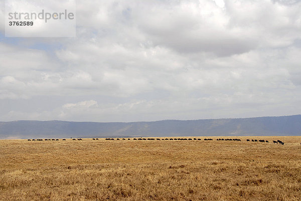 Herde Streifengnus (Connochaetes taurinus) laufen hintereinander im trockenen Grasland Ngorongoro Krater Tansania