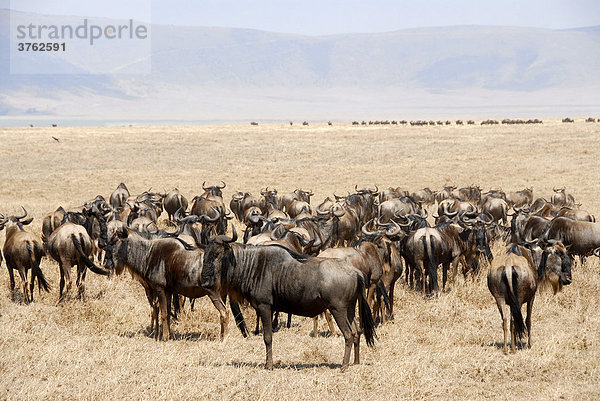 Herde Streifengnus (Connochaetes taurinus) im trockenen Grasland Ngorongoro Krater Tansania