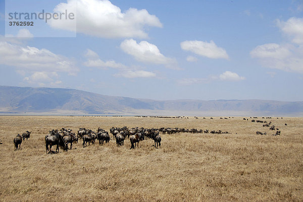 Herde Streifengnus (Connochaetes taurinus) laufen hintereinander über trockenes Grasland Ngorongoro Krater Tansania