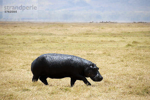 Flusspferd (Hippopotamus amphibius) läuft durch trockenes Grasland Ngorongoro Krater Tansania