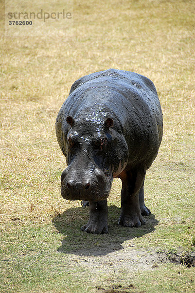 Flusspferd (Hippopotamus amphibius) Ngorongoro Krater Tansania