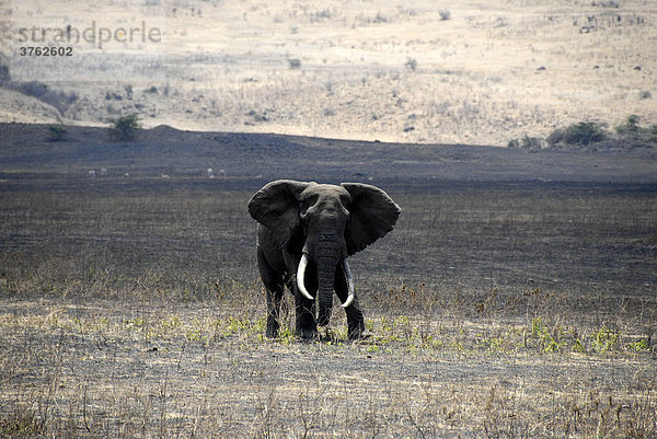Afrikanischer Elefant (Loxodonta africana) mit langen Stoßzähnen Ngorongoro Krater Tansania