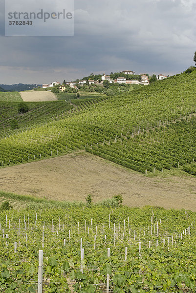 Hügellandschaft zwischen Asti und Alba Langhe Piemont Piemonte Italien