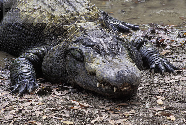 Alligator ( Alligator missisipiensis ) - Florida - USA