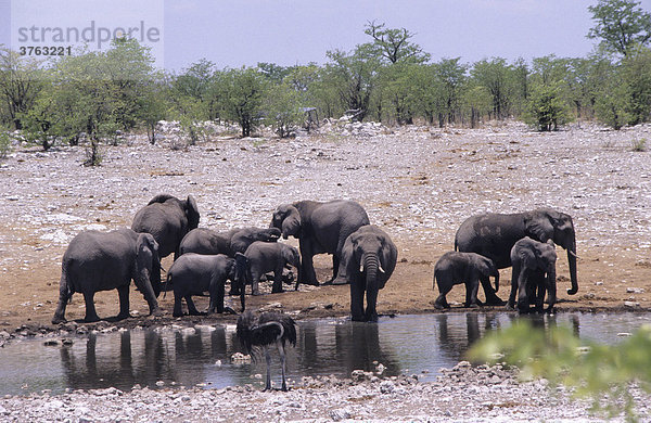 Elefantenherde (Elephantidae)  Namibia  Africa