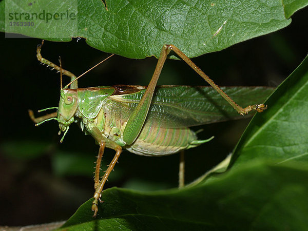 Grünes Heupferd (Tettigonia viridissima)  männlich