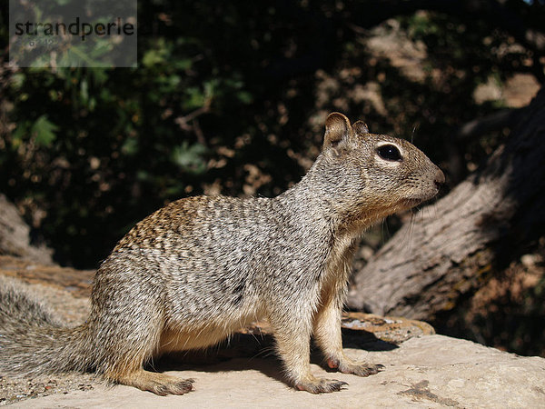 Eichhörnchen (Red Squirrel)