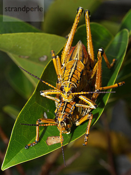 Heuschrecke Romalea guttata  Paarung