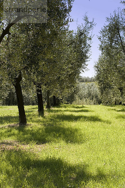 Olivenbäume in der Toskana
