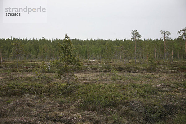 Europäisches Rentier (Rangifer tarandus)  Tundra  Lappland  Finnland