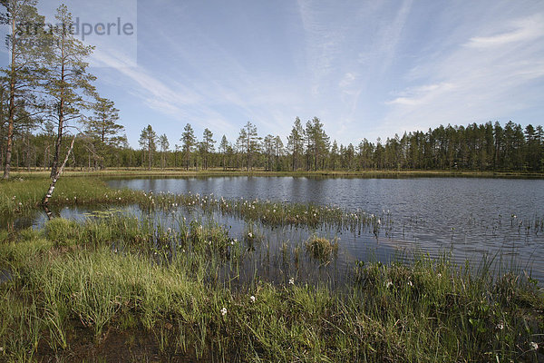 See in Schweden mit Fieberklee (Menyanthes trifoliata)