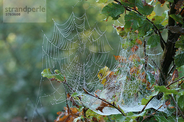 Spinnennetze im bunten HerbstlaubRadnetzspinne (Fam. Araneidae) und Baldachinspinne (Fam. Linyphiidae)