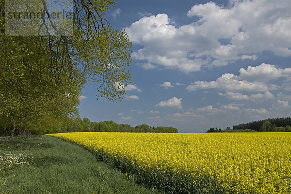 Feld mit blühendem Raps (brassica napus)  Bayern  Deutschland