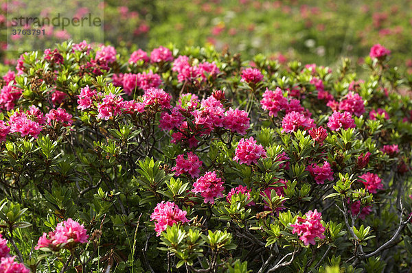 Blühender Almrausch  Rostblättrige Alpenrose (Rhododendron ferrugineum)  Nationalpark Nockberge  Kärnten  Österreich