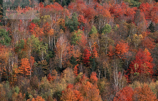 Bunter Herbstwald  Neuengland  USA