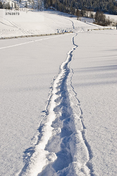 Spur im Schnee  Tirol  Österreich