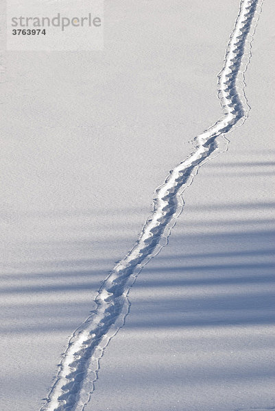 Spur im Schnee  Tirol  Österreich