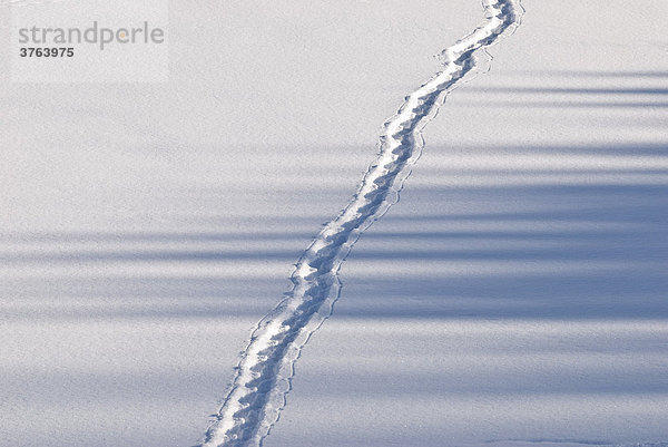 Spur im Schnee  Tirol  Österreich