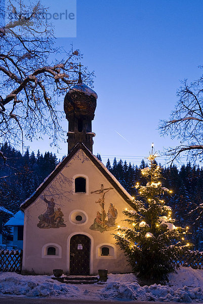 Kapelle mit beleuchtetem Christbaum in Oberbayern  Bayern  Deutschland