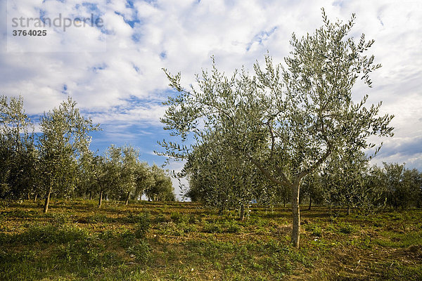 Olivenbäume (Olea europaea)