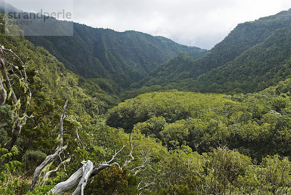 Urwald im Vulkankessel Cirque de Mafate  Insel La Reunion  Frankreich  Afrika