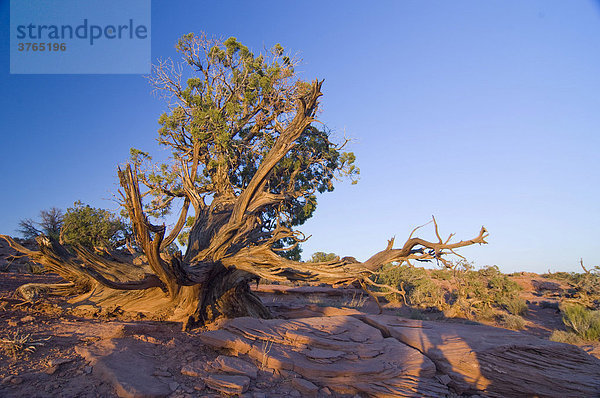 Knorriger  alter Utah-Wacholder (juniperus osteosperma) auf Sandsteinplateau  Canyonlands Nationalpark  Utah  USA