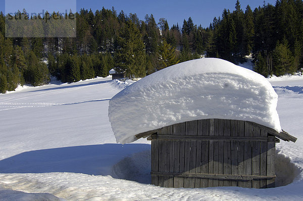 Woodrick in snow-covered landscape  Leutasch  Tyrol  Austria
