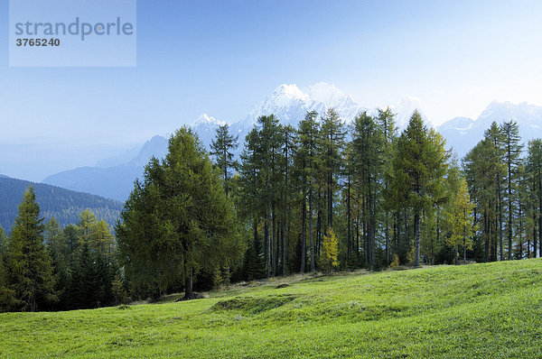 Blick über eine Almwiese zu den Gipfeln der Sextener Dolomiten  Südtirol  Italien