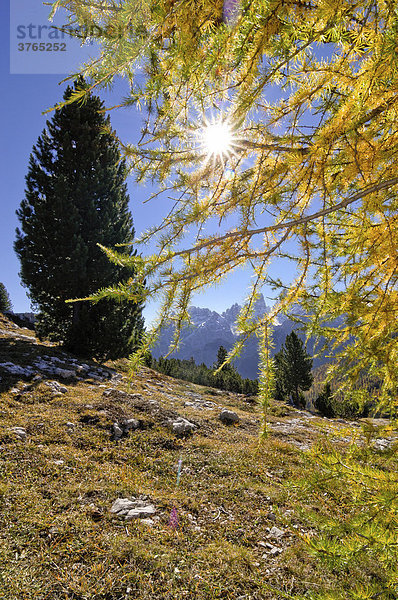 Herbstliche Lärchen  Sextener Dolomiten  Südtirol  Italien