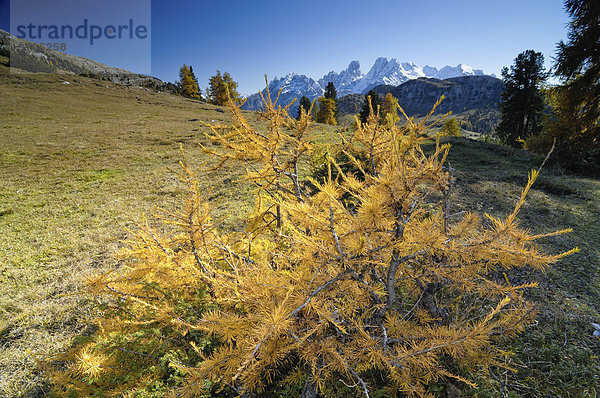Herbstliche Landschaft  Sextener Dolomiten  Südtirol  Italien