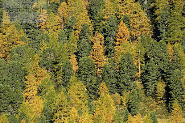 Herbstlicher Nadelwald am Staller Sattel  Osttirol  Österreich