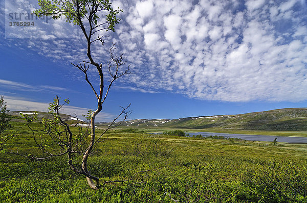 Typische Landschaft in Lappland  Finnmark  Norwegen  Skandinavien  Europa