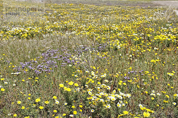 Frühlingsblumen besonders Kronen-Wucherblume (Chrysanthemum coronarium)  Delos  Griechenland