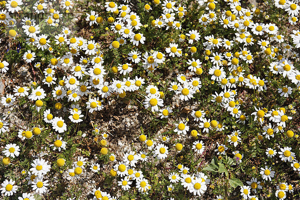 Frühlingsblumen besonders Strand-Hundskamille (Anthemis maritima)  Griechenland