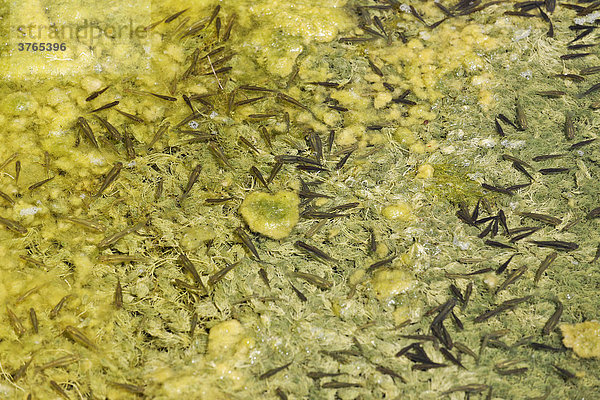 Algen und kleine Fische im Wasser  Griechenland