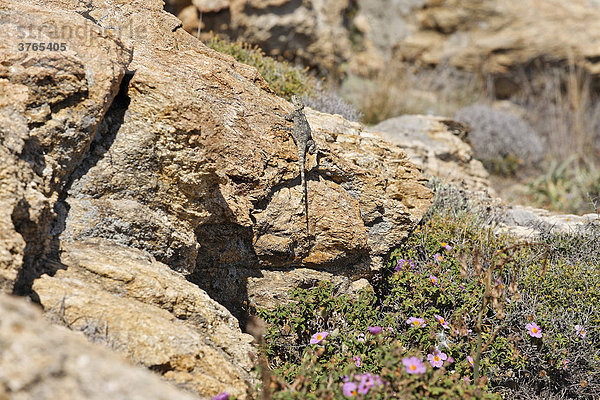 Hardun Weibchen (Laudakia stellio stellio)  Mykonos  Griechenland