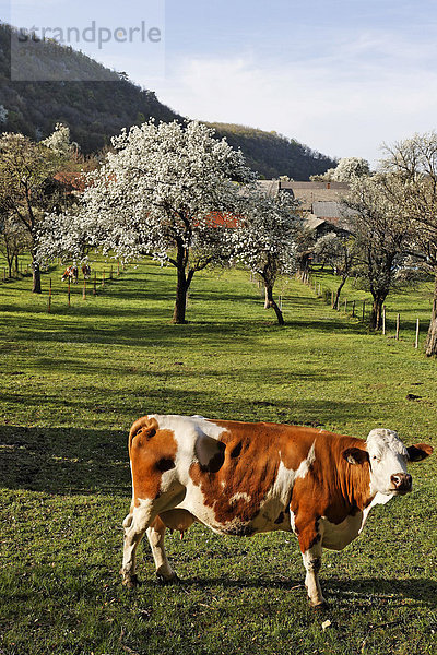 Kuh auf Weide  Niemthal  Niederösterreich  Österreich