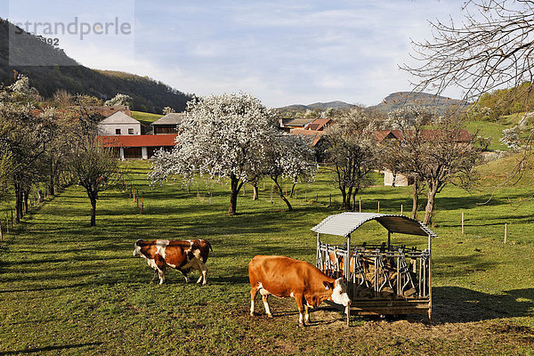 Kühe auf Weide  Niemthal  Niederösterreich  Österreich