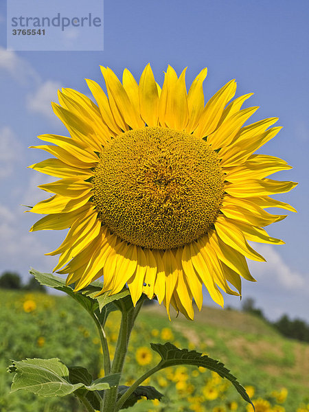 Sonnenblume (Helianthus annuus)  Österreich