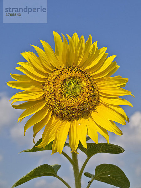 Sonnenblume (Helianthus annuus)  Österreich