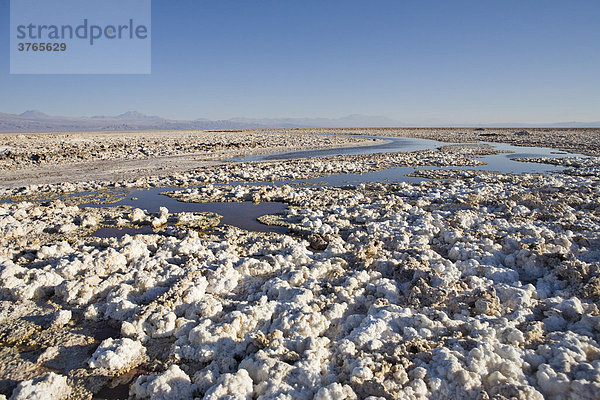 Salzformationen bedecken den Boden des Reserva Nacional los Flamencos in der Salar de Atacama  RegiÛn de Antofagasta  Chile  Südamerika