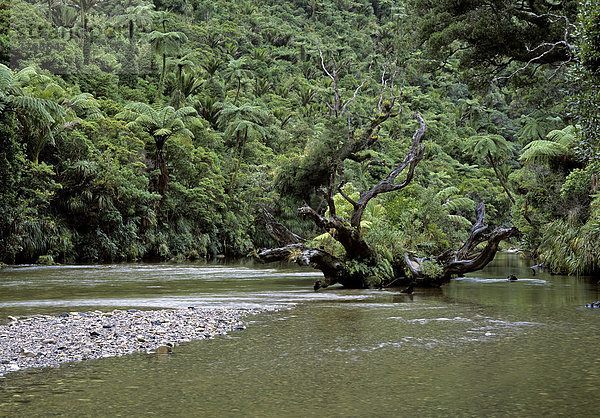 Kalksteinformationen am Pororari Fluss  Punakaiki Nationalpark  Südinsel  Neuseeland