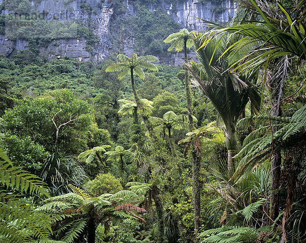 Regenwald mit Baumfarnen entlang des Pororari Flusses  Punakaiki Nationalpark  Südinsel  Neuseeland